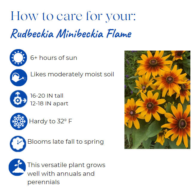 rudbeckia-black-eyed-susan