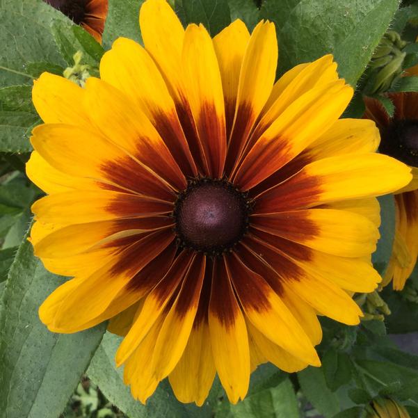 rudbeckia-black-eyed-susan