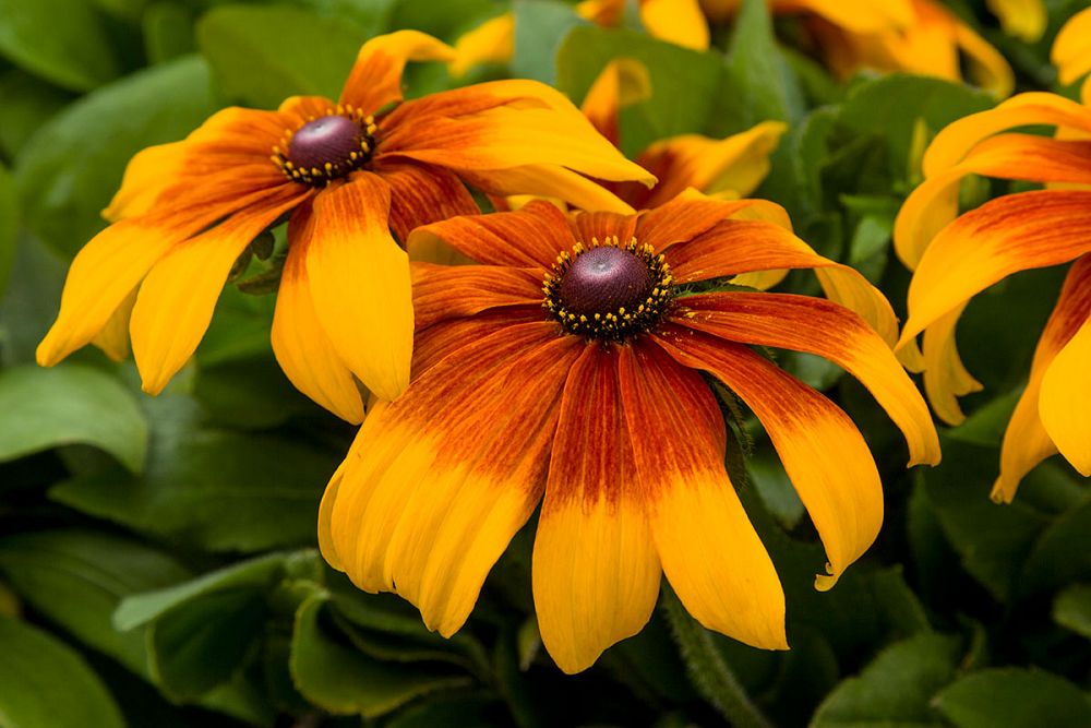 rudbeckia-black-eyed-susan