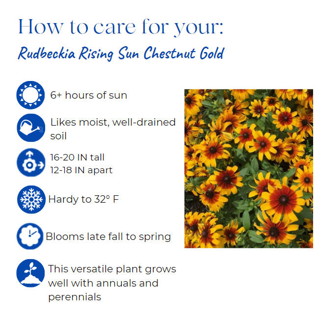 rudbeckia-black-eyed-susan