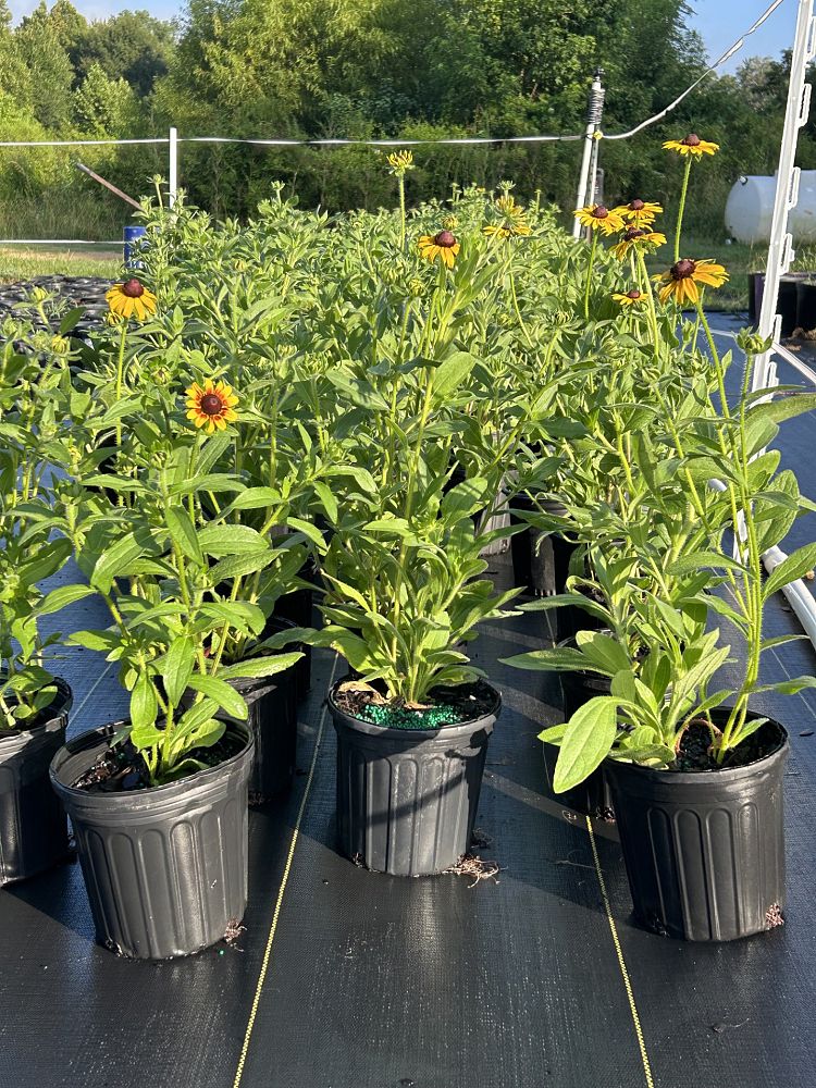 rudbeckia-fulgida-black-eyed-susan-orange-coneflower
