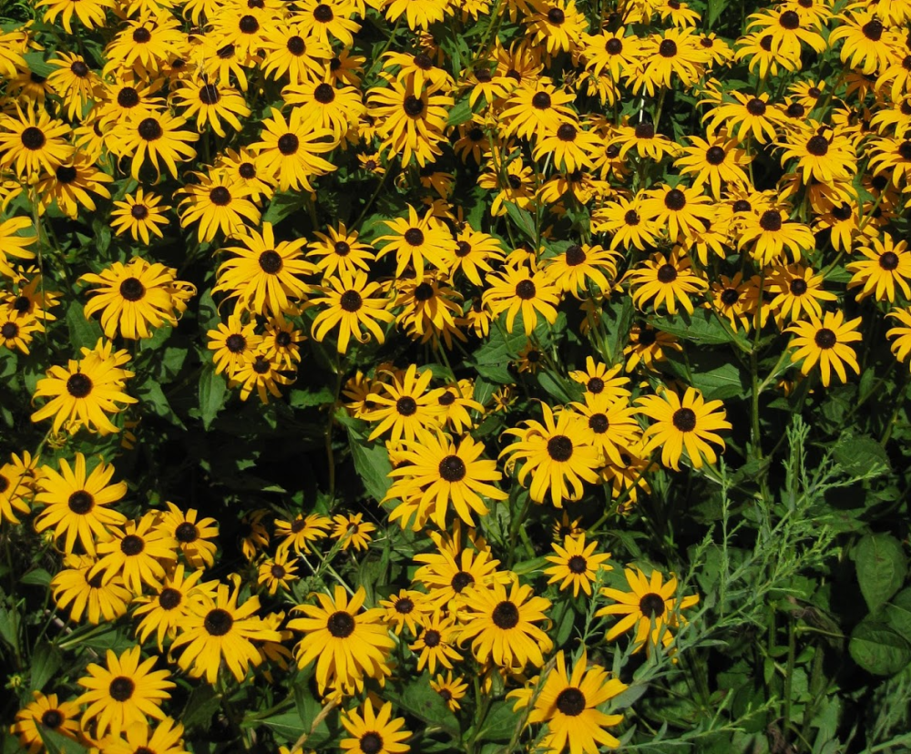 rudbeckia-fulgida-speciosa-blovi-black-eyed-susan-viette-s-little-suzy-orange-coneflower-gloriosa-daisy-yellow-ox-eye-daisy