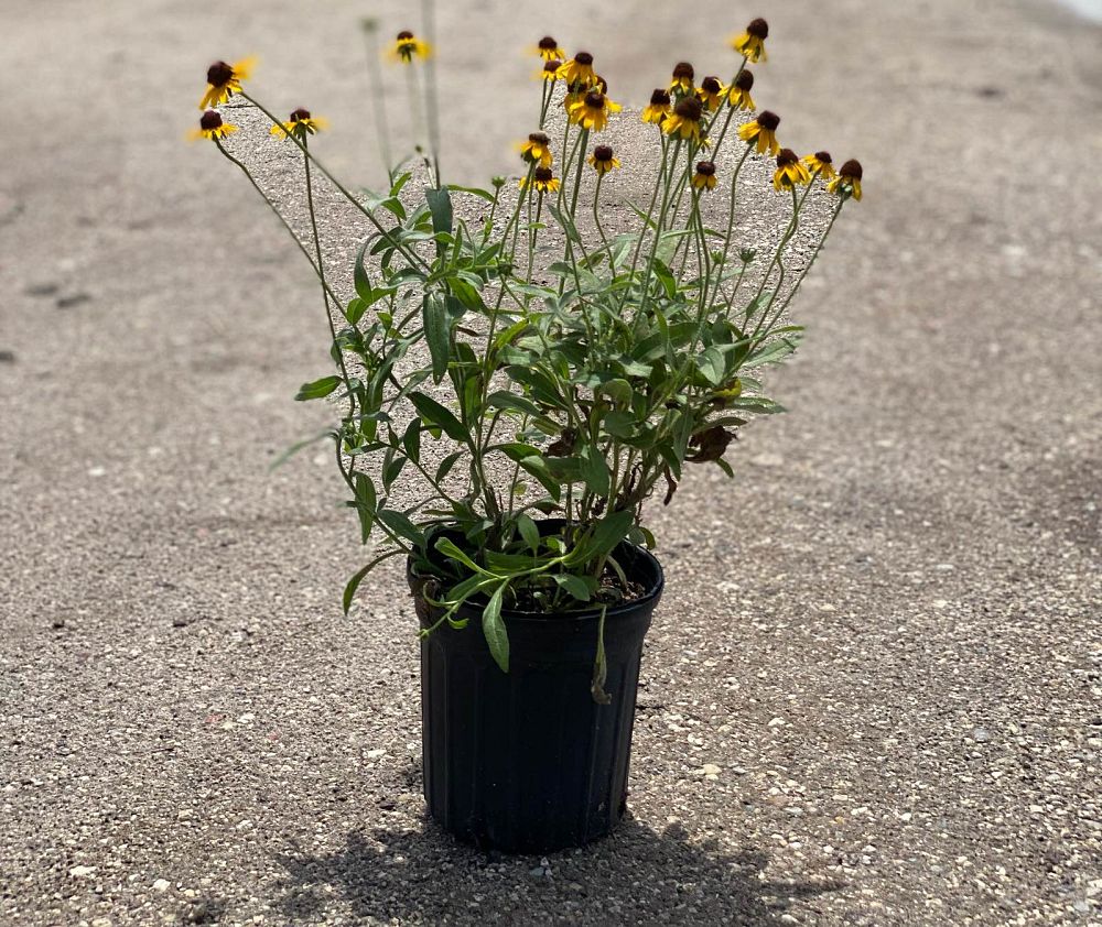 rudbeckia-fulgida-speciosa-blovi-black-eyed-susan-viette-s-little-suzy-orange-coneflower-gloriosa-daisy-yellow-ox-eye-daisy