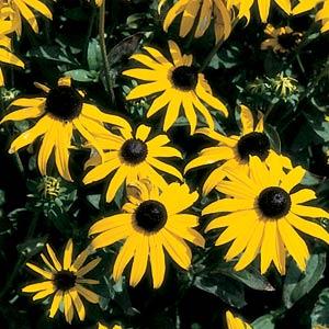 rudbeckia-fulgida-sullivantii-goldsturm-black-eyed-susan-sullivant-s-coneflower