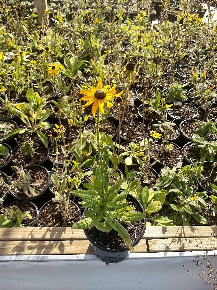 rudbeckia-fulgida-sullivantii-goldsturm-black-eyed-susan-sullivant-s-coneflower