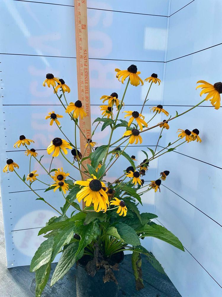rudbeckia-fulgida-sullivantii-goldsturm-select-black-eyed-susan-sullivant-s-coneflower