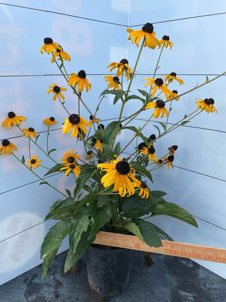 rudbeckia-fulgida-sullivantii-goldsturm-select-black-eyed-susan-sullivant-s-coneflower