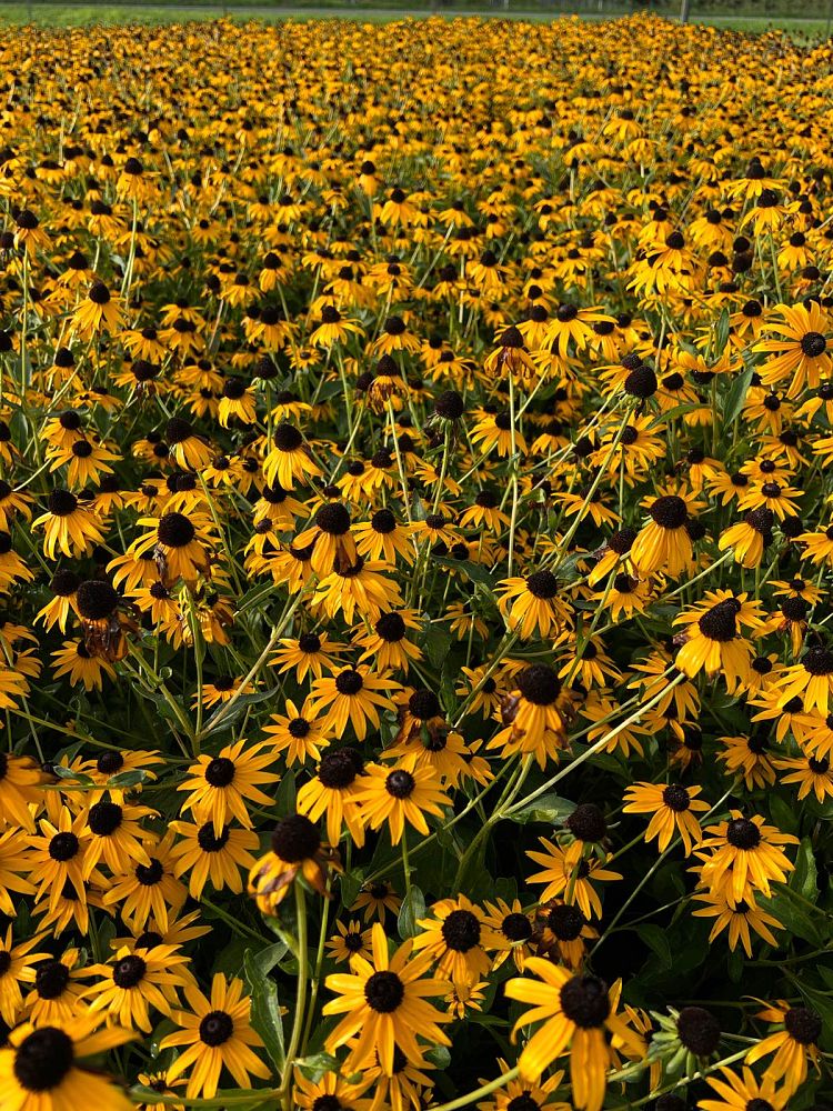 rudbeckia-fulgida-sullivantii-goldsturm-select-black-eyed-susan-sullivant-s-coneflower