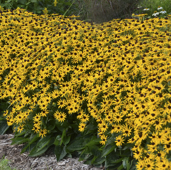rudbeckia-fulgida-sullivantii-little-goldstar-black-eyed-susan-sullivant-s-coneflower