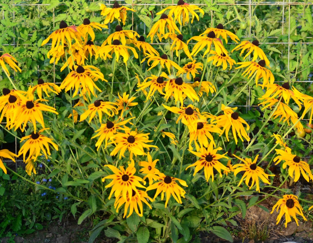 rudbeckia-glitter-s-like-gold-black-eyed-susan