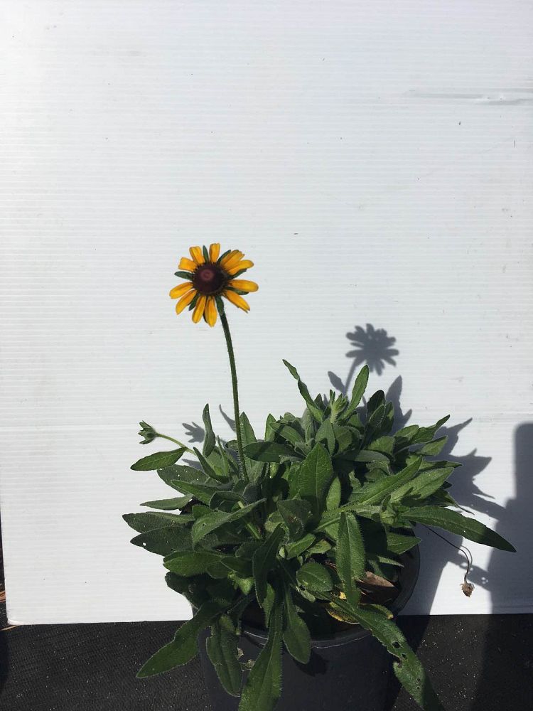 rudbeckia-hirta-black-eyed-susan-yellow-oxeye-daisy