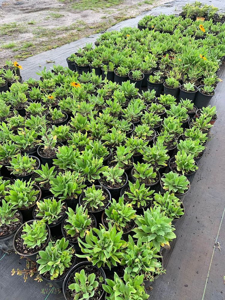 rudbeckia-hirta-black-eyed-susan-yellow-oxeye-daisy