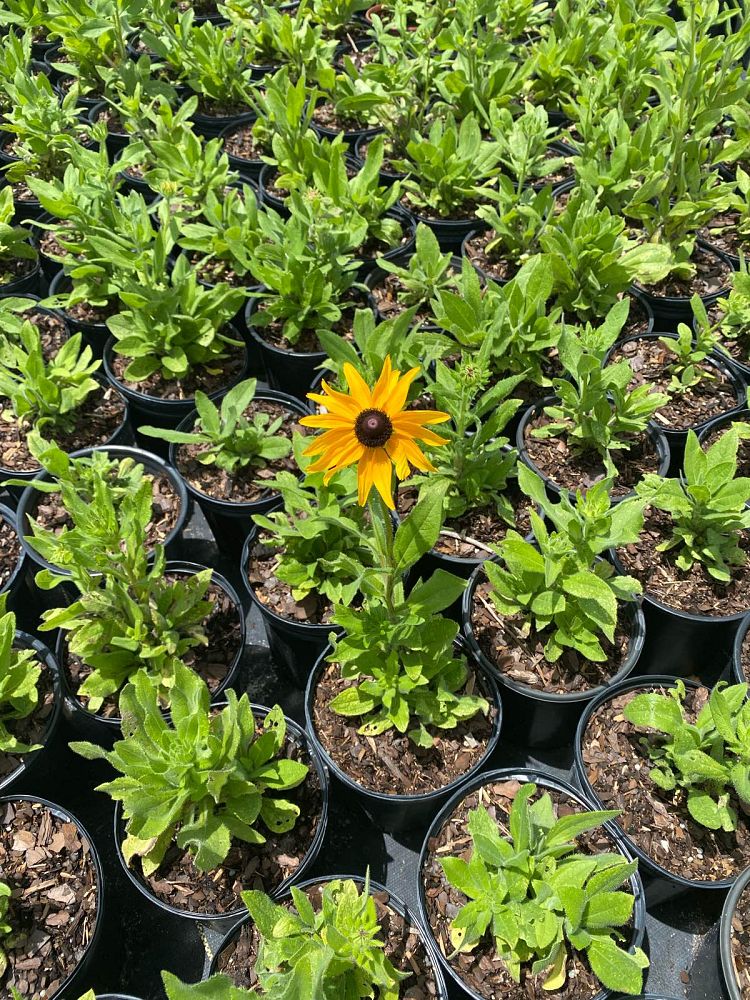 rudbeckia-hirta-black-eyed-susan-yellow-oxeye-daisy