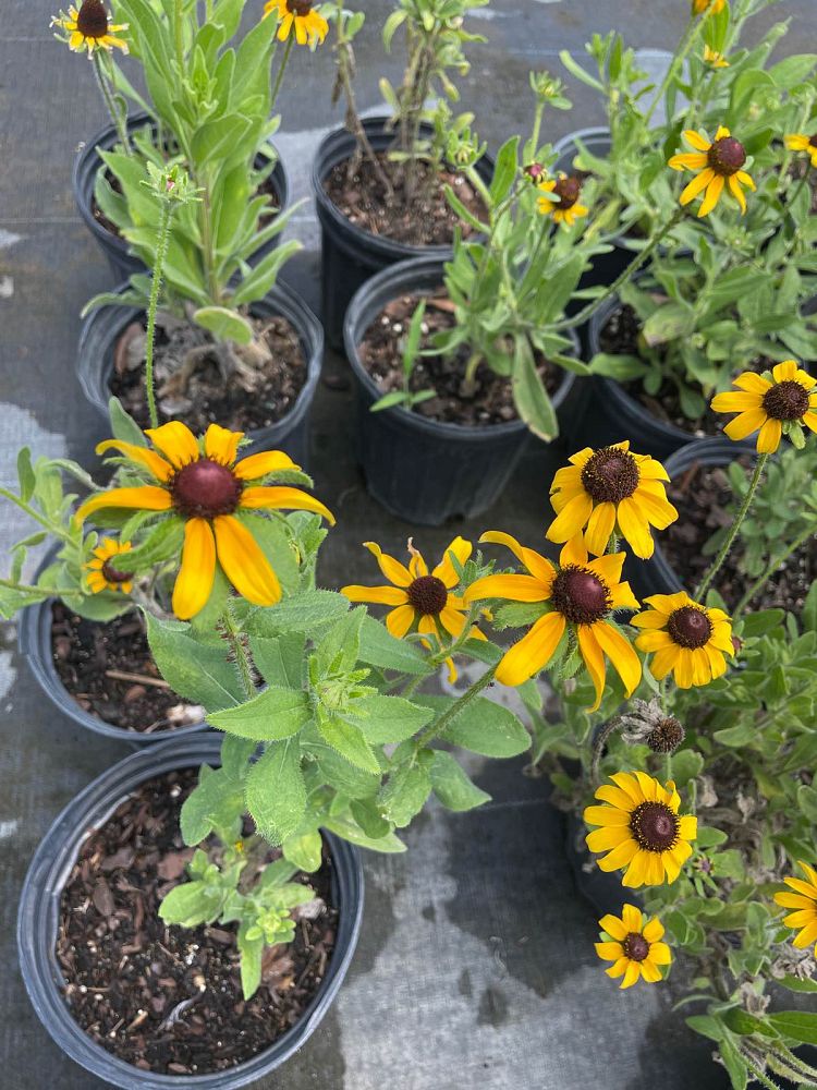rudbeckia-hirta-black-eyed-susan-yellow-oxeye-daisy