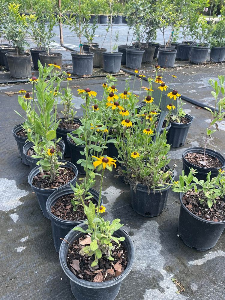 rudbeckia-hirta-black-eyed-susan-yellow-oxeye-daisy