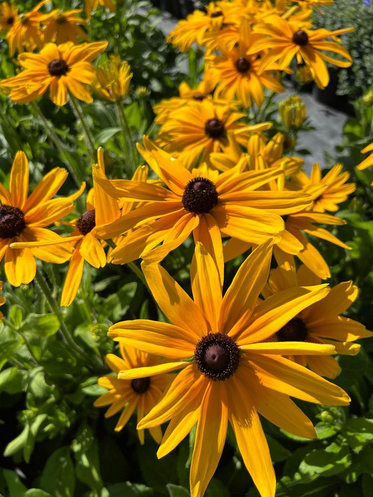 rudbeckia-hirta-black-eyed-susan-yellow-oxeye-daisy