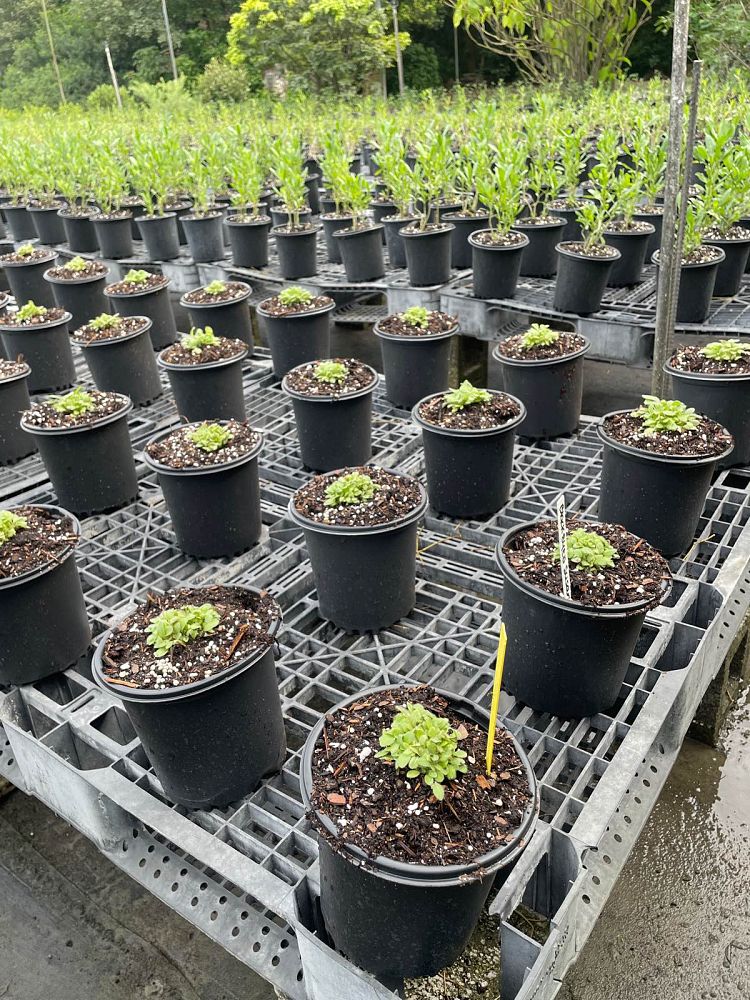 rudbeckia-hirta-black-eyed-susan-yellow-oxeye-daisy