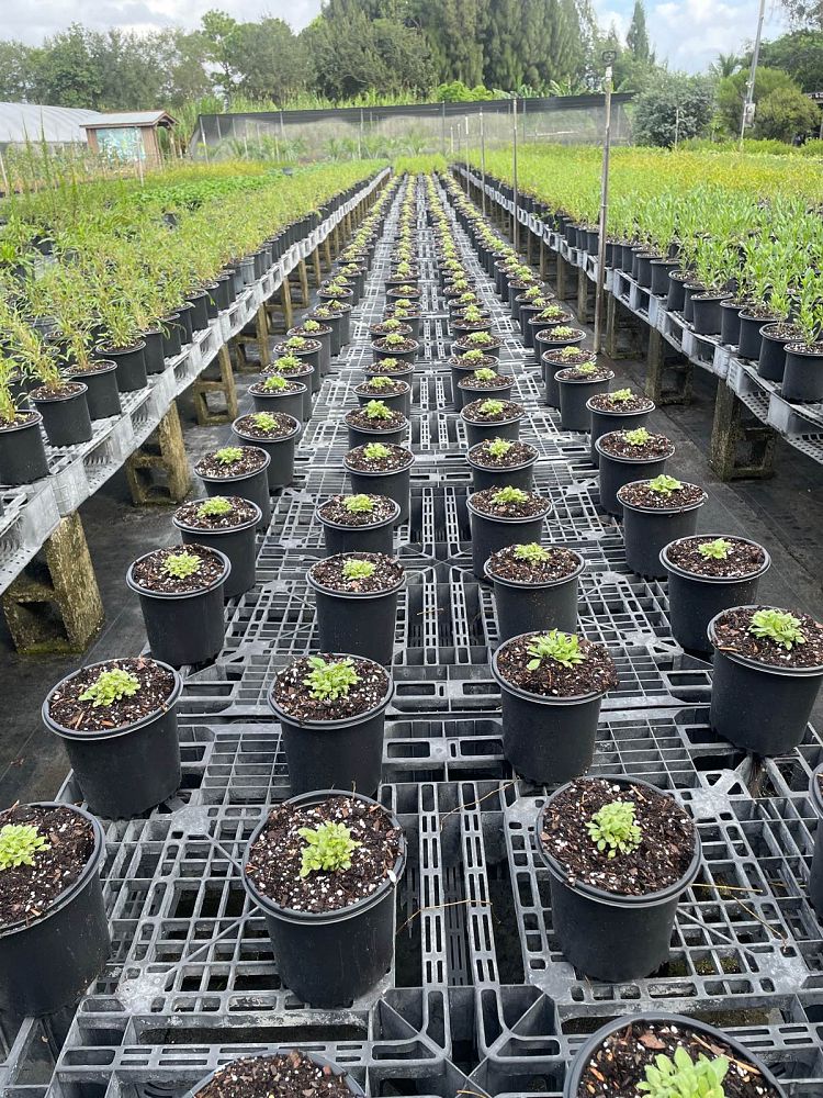 rudbeckia-hirta-black-eyed-susan-yellow-oxeye-daisy