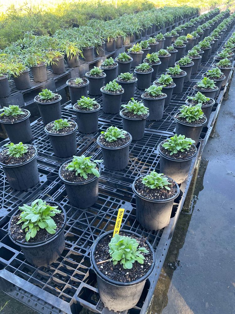 rudbeckia-hirta-black-eyed-susan-yellow-oxeye-daisy