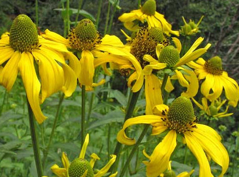 rudbeckia-laciniata-cutleaf-coneflower-green-head-coneflower