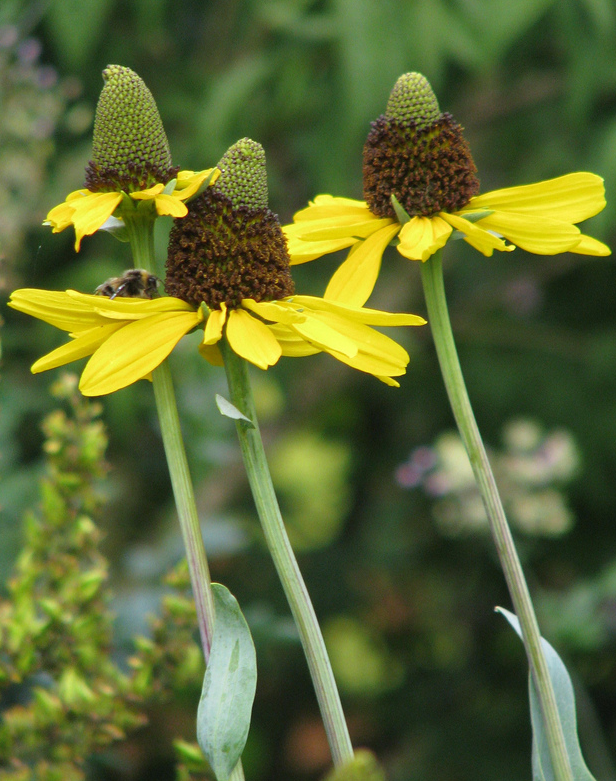 rudbeckia-maxima-great-coneflower