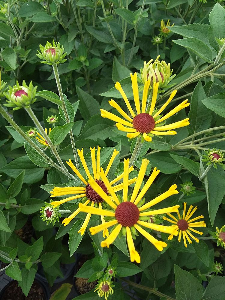 rudbeckia-subtomentosa-henry-eilers-sweet-coneflower