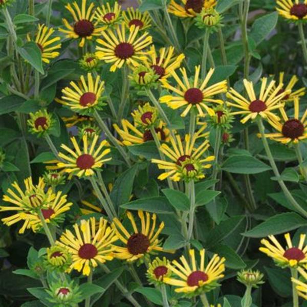 rudbeckia-subtomentosa-little-henry-sweet-black-eyed-susan