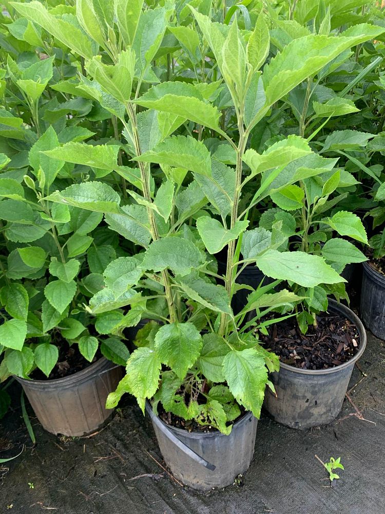 rudbeckia-subtomentosa-sweet-coneflower