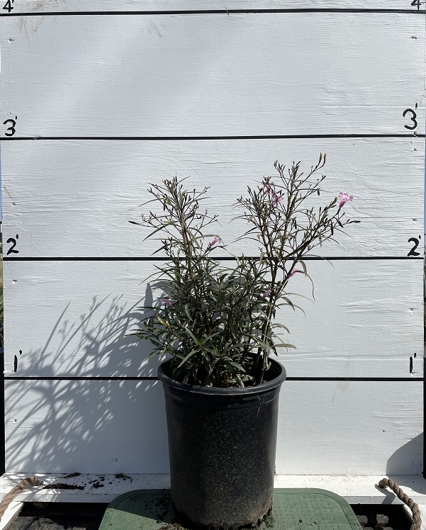 ruellia-brittoniana-chi-chi-mexican-bluebell-mexican-petunia