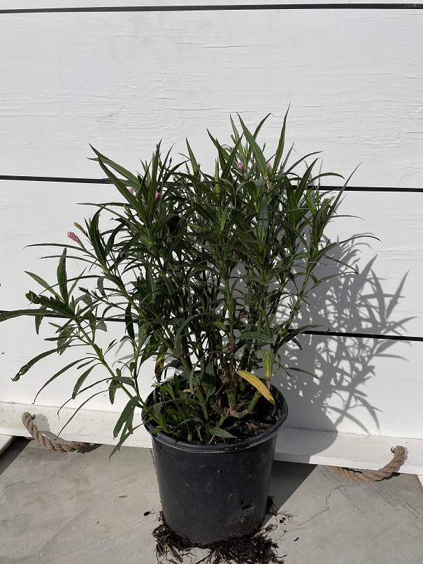 ruellia-brittoniana-chi-chi-mexican-bluebell-mexican-petunia