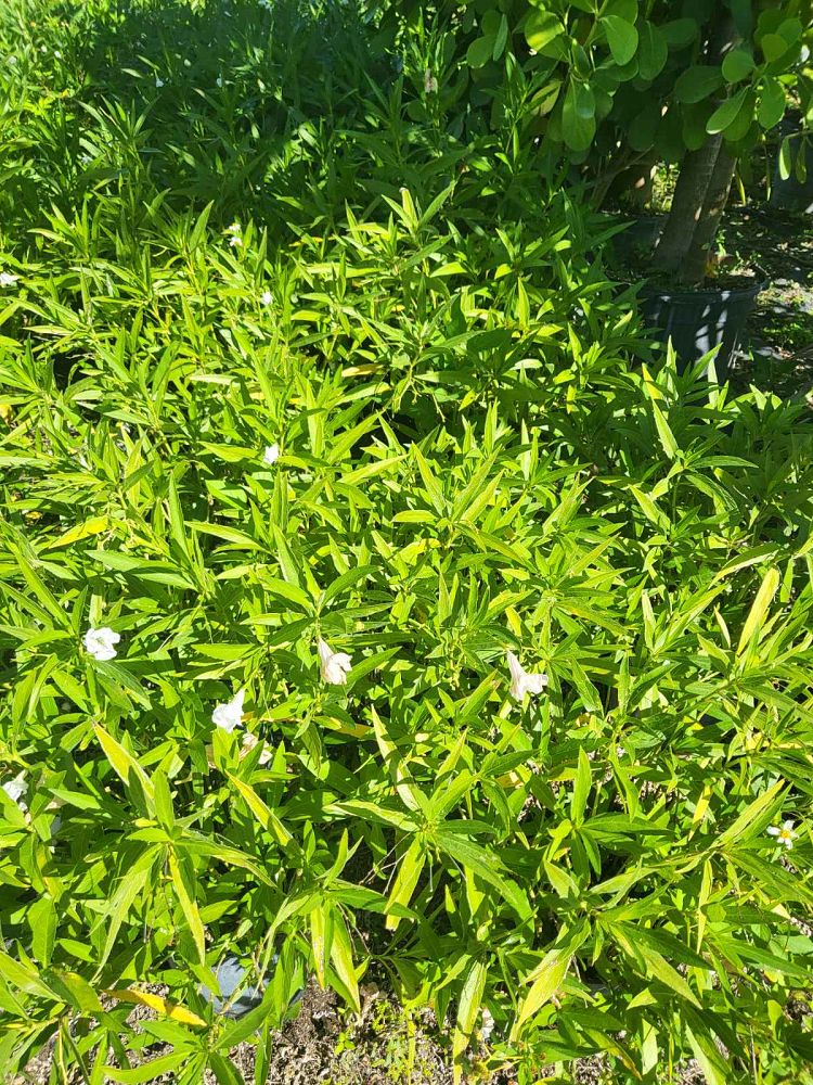 ruellia-brittoniana-clean-white-katie-mexican-bluebell-mexican-petunia-ruellia-tweediana