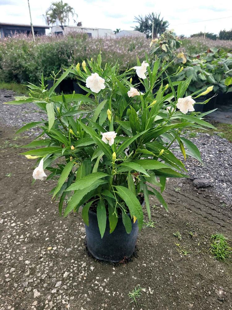 ruellia-brittoniana-clean-white-katie-mexican-bluebell-mexican-petunia-ruellia-tweediana