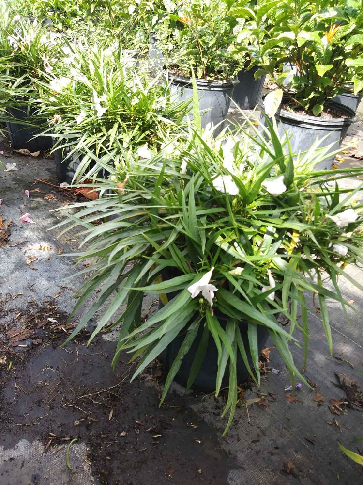 ruellia-brittoniana-compacta-katie-mexican-bluebell-mexican-petunia-ruellia-tweediana