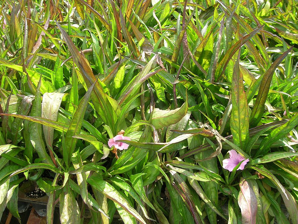 ruellia-brittoniana-compacta-katie-pink-mexican-bluebell-mexican-petunia-ruellia-tweediana