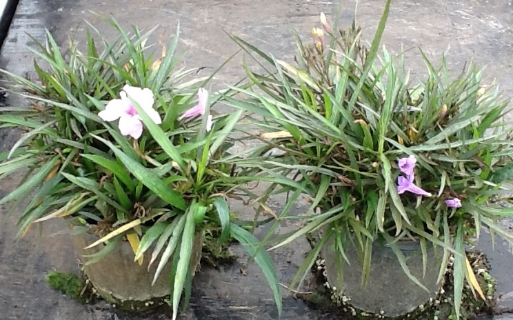 ruellia-brittoniana-compacta-katie-pink-mexican-bluebell-mexican-petunia-ruellia-tweediana