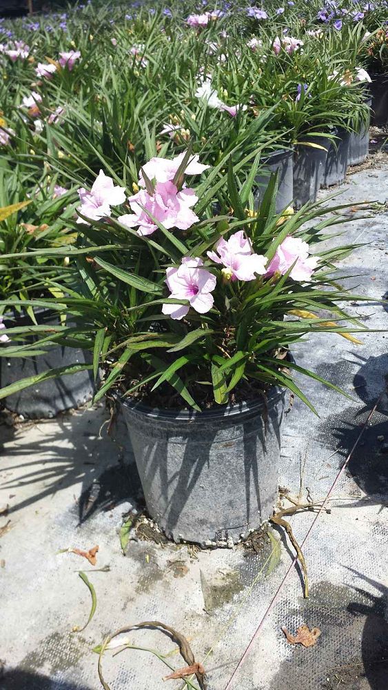 ruellia-brittoniana-compacta-katie-pink-mexican-bluebell-mexican-petunia-ruellia-tweediana