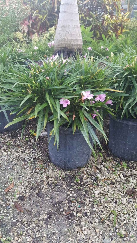 ruellia-brittoniana-compacta-katie-pink-mexican-bluebell-mexican-petunia-ruellia-tweediana
