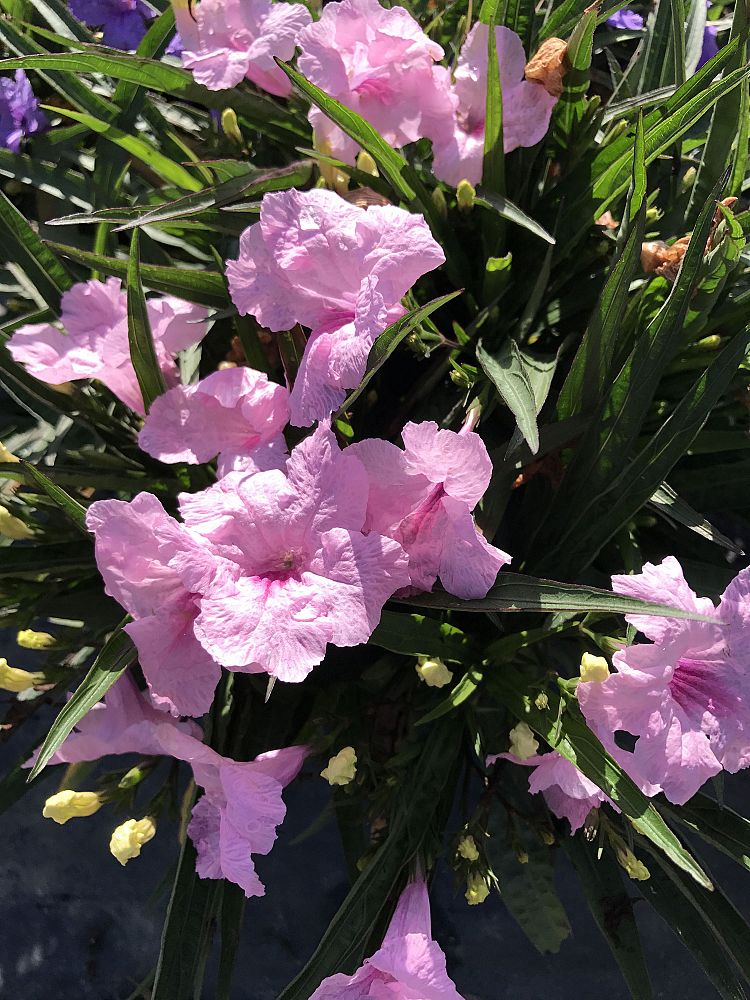 ruellia-brittoniana-compacta-katie-pink-mexican-bluebell-mexican-petunia-ruellia-tweediana