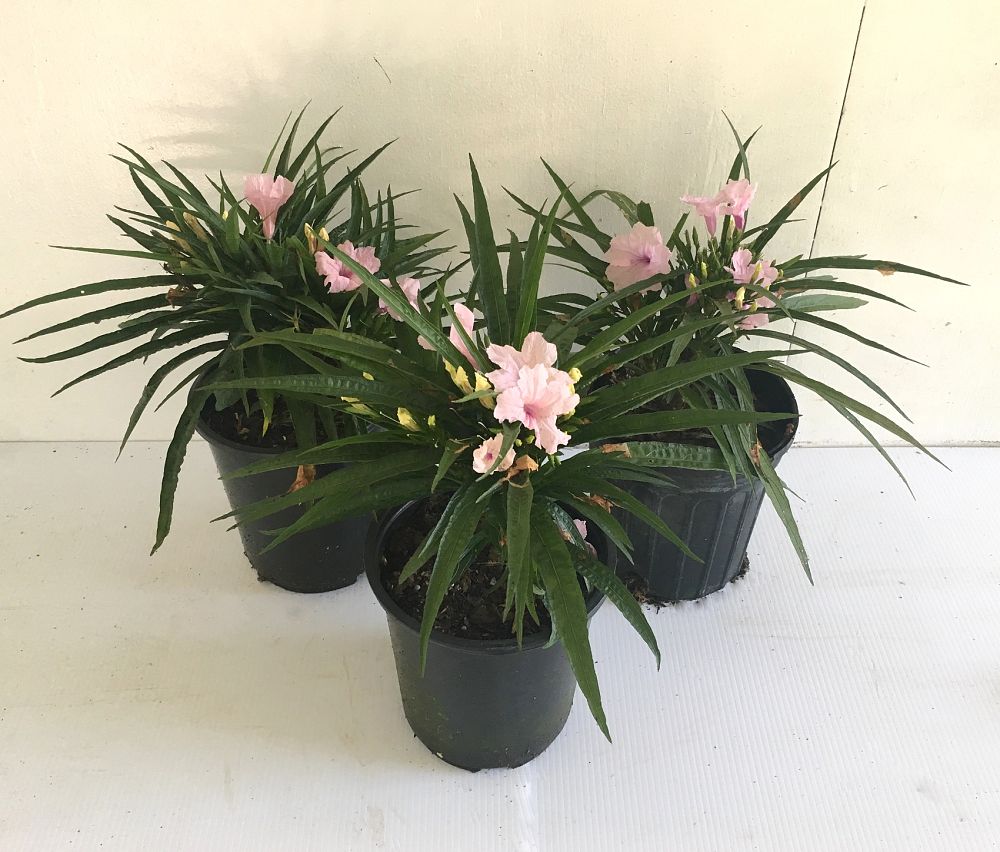ruellia-brittoniana-compacta-katie-pink-mexican-bluebell-mexican-petunia-ruellia-tweediana
