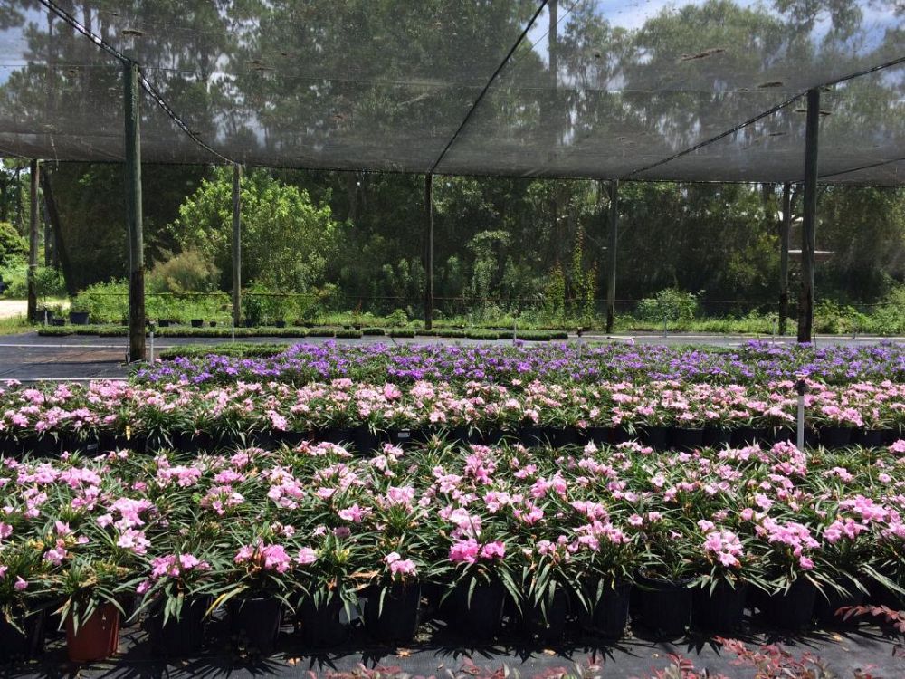 ruellia-brittoniana-compacta-katie-pink-mexican-bluebell-mexican-petunia-ruellia-tweediana
