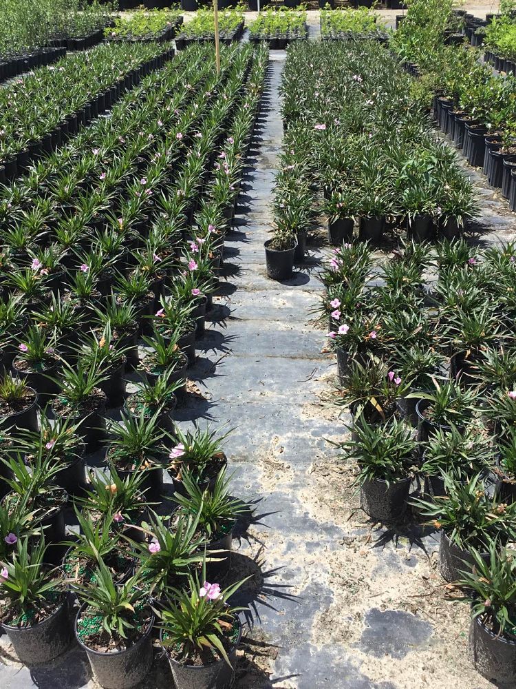 ruellia-brittoniana-compacta-katie-pink-mexican-bluebell-mexican-petunia-ruellia-tweediana
