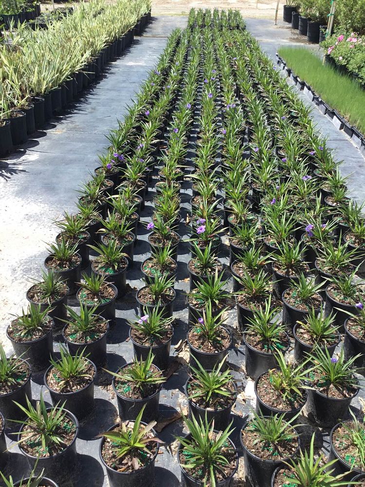 ruellia-brittoniana-compacta-katie-pink-mexican-bluebell-mexican-petunia-ruellia-tweediana
