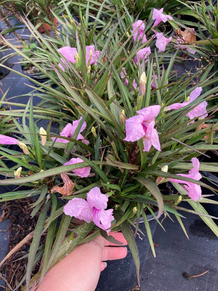 ruellia-brittoniana-compacta-katie-pink-mexican-bluebell-mexican-petunia-ruellia-tweediana