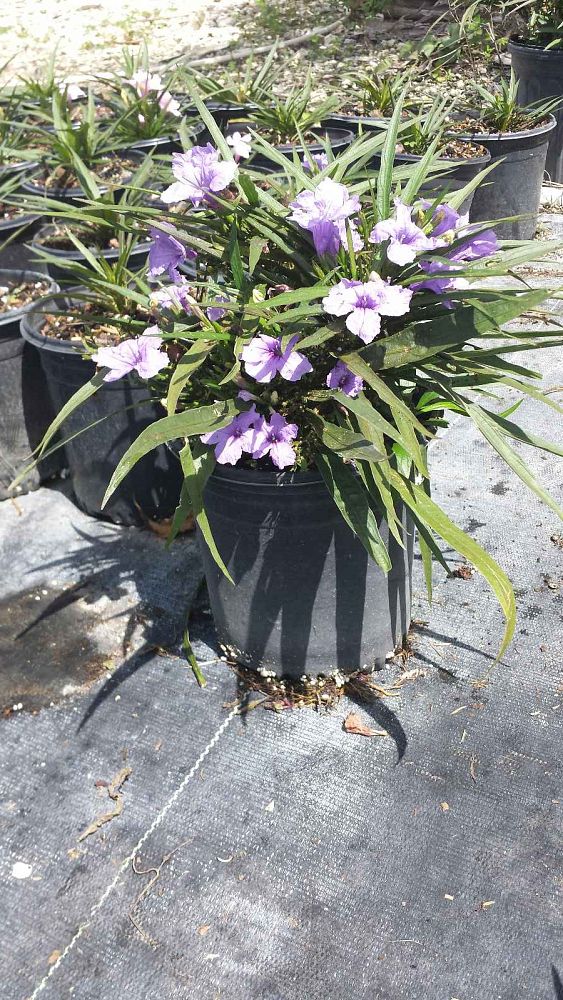 ruellia-brittoniana-compacta-katie-purple-mexican-bluebell-mexican-petunia-ruellia-tweediana-ruellia-brittoniana-katie-blue
