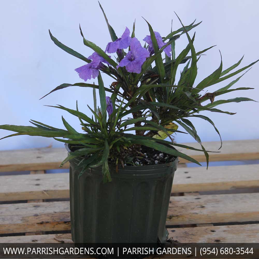 ruellia-brittoniana-compacta-katie-purple-mexican-bluebell-mexican-petunia-ruellia-tweediana-ruellia-brittoniana-katie-blue