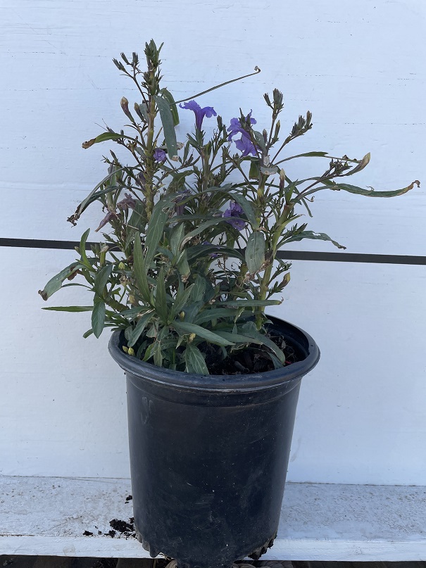 ruellia-brittoniana-compacta-katie-purple-mexican-bluebell-mexican-petunia-ruellia-tweediana-ruellia-brittoniana-katie-blue