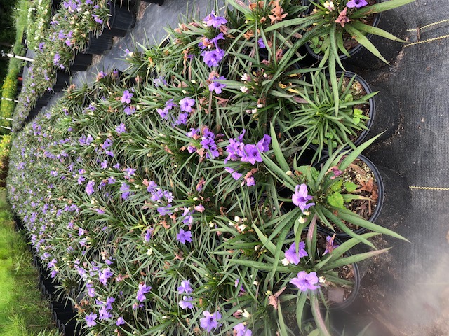 ruellia-brittoniana-compacta-katie-purple-mexican-bluebell-mexican-petunia-ruellia-tweediana-ruellia-brittoniana-katie-blue