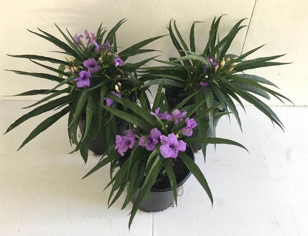 ruellia-brittoniana-compacta-katie-purple-mexican-bluebell-mexican-petunia-ruellia-tweediana-ruellia-brittoniana-katie-blue