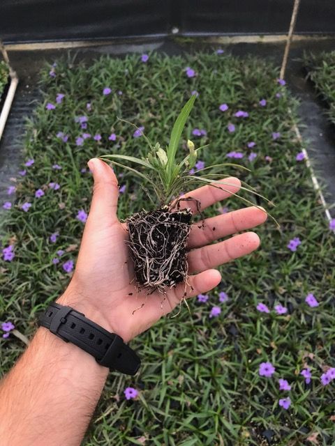 ruellia-brittoniana-compacta-katie-purple-mexican-bluebell-mexican-petunia-ruellia-tweediana-ruellia-brittoniana-katie-blue