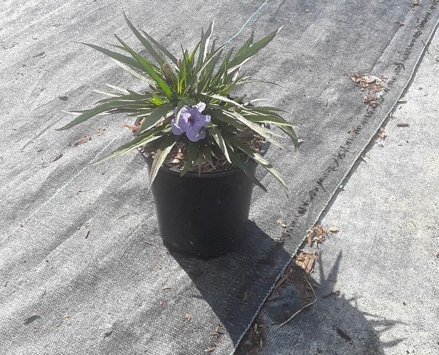 ruellia-brittoniana-compacta-katie-purple-mexican-bluebell-mexican-petunia-ruellia-tweediana-ruellia-brittoniana-katie-blue
